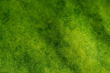 green textured leaf background, green gradient 