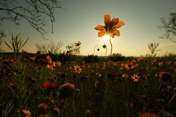 Poster - Wildflowers in Texas sunset during spring season, greenthread flowers in landscape.