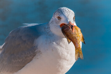 Wall Mural - close up of a seagull swallowing a fish which is t too big to swallow in whole