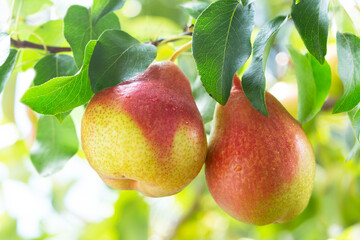 Poster - Fresh ripe pears hanging on a tree. Pear tree
