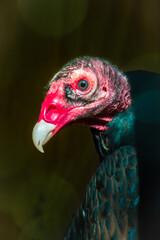 Wall Mural - portrait of a country vulture under the sun
