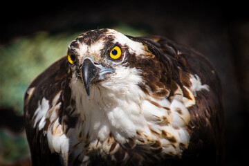 Wall Mural - a portrait of a osprey eagle on the ground