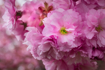 Wall Mural - Close up of pink cherry flowers in spring 