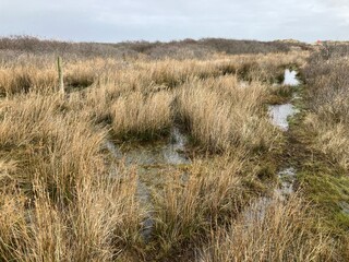 Sticker - Blick auf die Küstenlandschaft der Nordseeinsel Juist