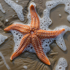 Wall Mural - starfish on the beach