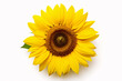 © Firn - Single sunflower on white background