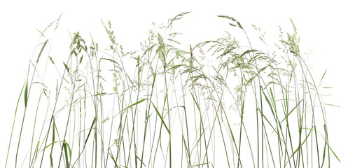 Wall Mural - Bent grasses spikelet flowers wild meadow plants isolated on white background. Abstract fresh wild grass flowers, herbs.