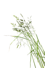 Wall Mural - bent grasses spikelet flowers wild meadow plants isolated on white background. abstract fresh wild g