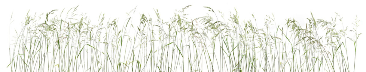 Wall Mural - Bent grasses spikelet flowers wild meadow plants isolated on white background. Abstract fresh wild grass flowers, herbs.