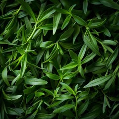 Wall Mural - Estragon twigs, tarragon sprigs, fresh artemisia dracunculus grass, green spice leaves banner illustration