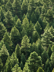  A forest of pine trees,High-Angle View