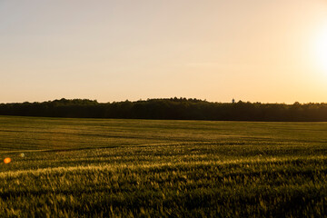 Wall Mural - a new wheat harvest at sunset