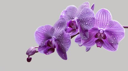 Canvas Print - A close-up shot of a purple flower with dew drops glistening on its petals, perfect for use in botanical or nature-themed contexts