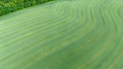 Wall Mural - Aerial view. Wheat field top view, background texture. Agricultural field, young green wheat