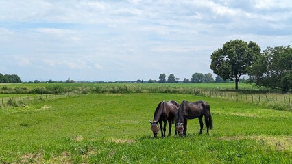 two horses graze in a meadow, french village, summer