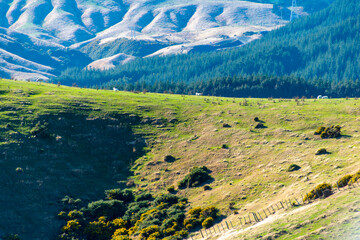 Wall Mural - Pastures in Wellington Region - New Zealand