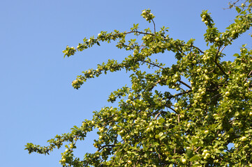 Wall Mural - Branches with apples.