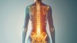 © admin_design - A medical illustration depicting the human spine, with the lower back highlighted.