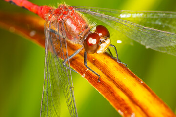 Canvas Print - Closeup of a red meadowhawk dragonfly in Newbury, New Hampshire.