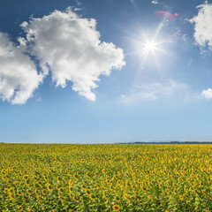 Wall Mural - Blooming field with sunflowers and blue sky with clouds and sun