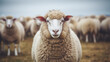 © MuhammadMuneeb - sheep portrait face front view