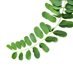 Wall Mural - Close-up of a vibrant green leafy branch against a white background. Ideal for nature, botanical, and plant-themed designs.