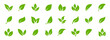 © 0221 - Set of green leaf icons. Leaves of trees and plants. Leaves icon. Collection green leaf. Elements design for natural, eco, bio, vegan labels. Vector illustration.