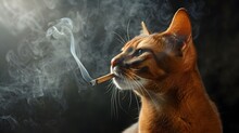 Cat Smoking Cigarette Free Stock Photo