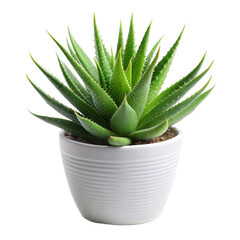 aloe in white pot, isolated on white background