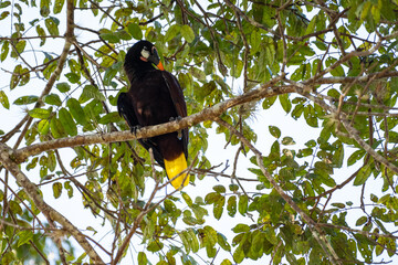 Mittelamerika Honduras, El Salvador, Wilde Tiere, Natur, Pflanzen, Reisen, Travel