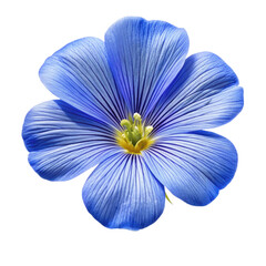 Flax blue flower close up isolated on Transparent background.