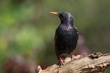 Wall Mural - A close up portrait of a starling, Sturnus vulgaris, as it perches on an old tree stump. The background is natural and out of focus