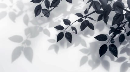 Wall Mural - Abstract background with shadows of leaves on a white wall