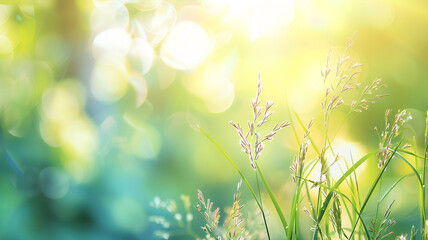Wall Mural - Abstract nature bokeh background with copyspace. Meadow grass and plants closeup in sunlight.