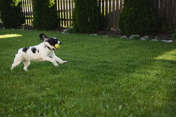 Wall Mural - Playful happy dog running in backyard with toy ball with copy space