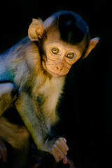 Wall Mural - Portrait the baby Long-tailed Macaque