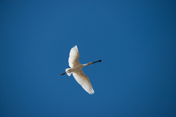 Eurasian spoonbill (Platalea leucorodia) in flight