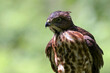 © Cavan - Crested goshawk with sharp eyes looking for prey
