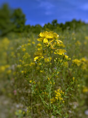 Wall Mural - Hypericum perforatum, also known as hypericum, hypericon,