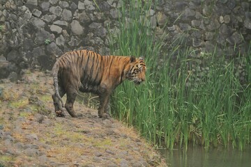 Wall Mural - A Bengal tiger standing alone on a rock during the day