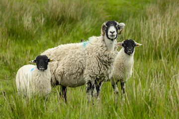 Wall Mural - swaledale ewe or female sheep with her two well grown lambs, facing front in open moorland, yorkshir
