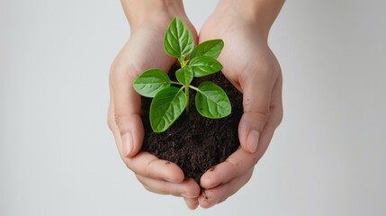 Poster - Hands gently hold a small green plant with rich soil. Close-up of nurturing hands symbolizing care for nature. Perfect for concepts of growth, environment, sustainability, and ecology. 