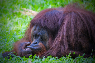 Wall Mural - Facial expressions of male Bornean orangutan