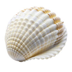 Close up of ocean shell white isolated on Transparent background.