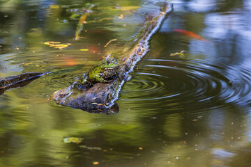 Wall Mural - Green frog Common toad - Bufo bufo is on the surface of the pond.