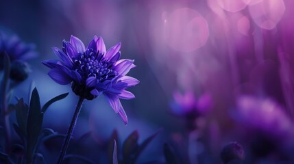 Wall Mural - Cornflowers A stunning purple wildflower growing on a plant