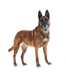 Wall Mural - malinois in studio