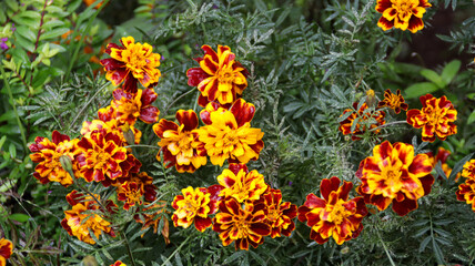 Wall Mural - Bright marigold flowers with vibrant orange and red petals in a lush green garden, showcasing their beauty and intricate detail up close on a sunny day