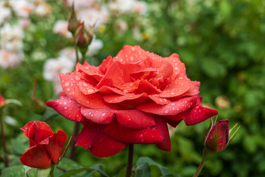 露が滴る赤いバラの美しさ
