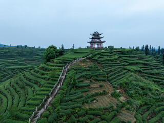 Wall Mural - Aerial view of tea terrace landscape in China